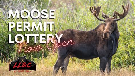 maine moose hunt lottery|maine moose permit 2021.
